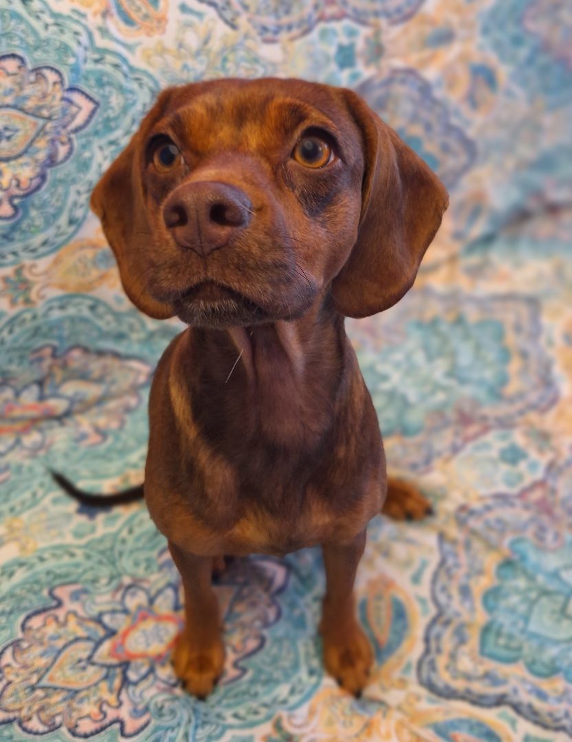 Enlarge Beanie, a Adopted mixed breed in Macclesfield, NC image 6/6