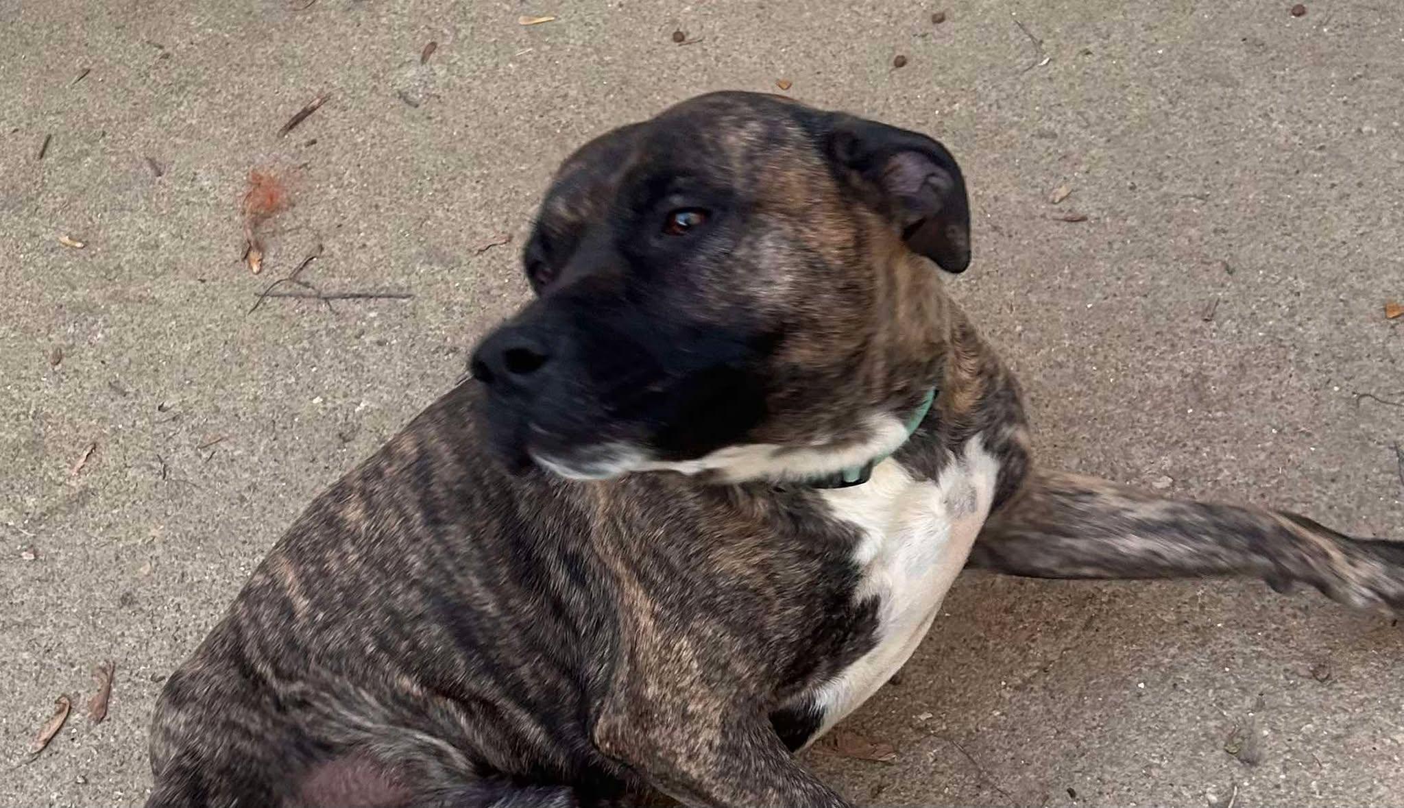 Buford (Foster Needed)