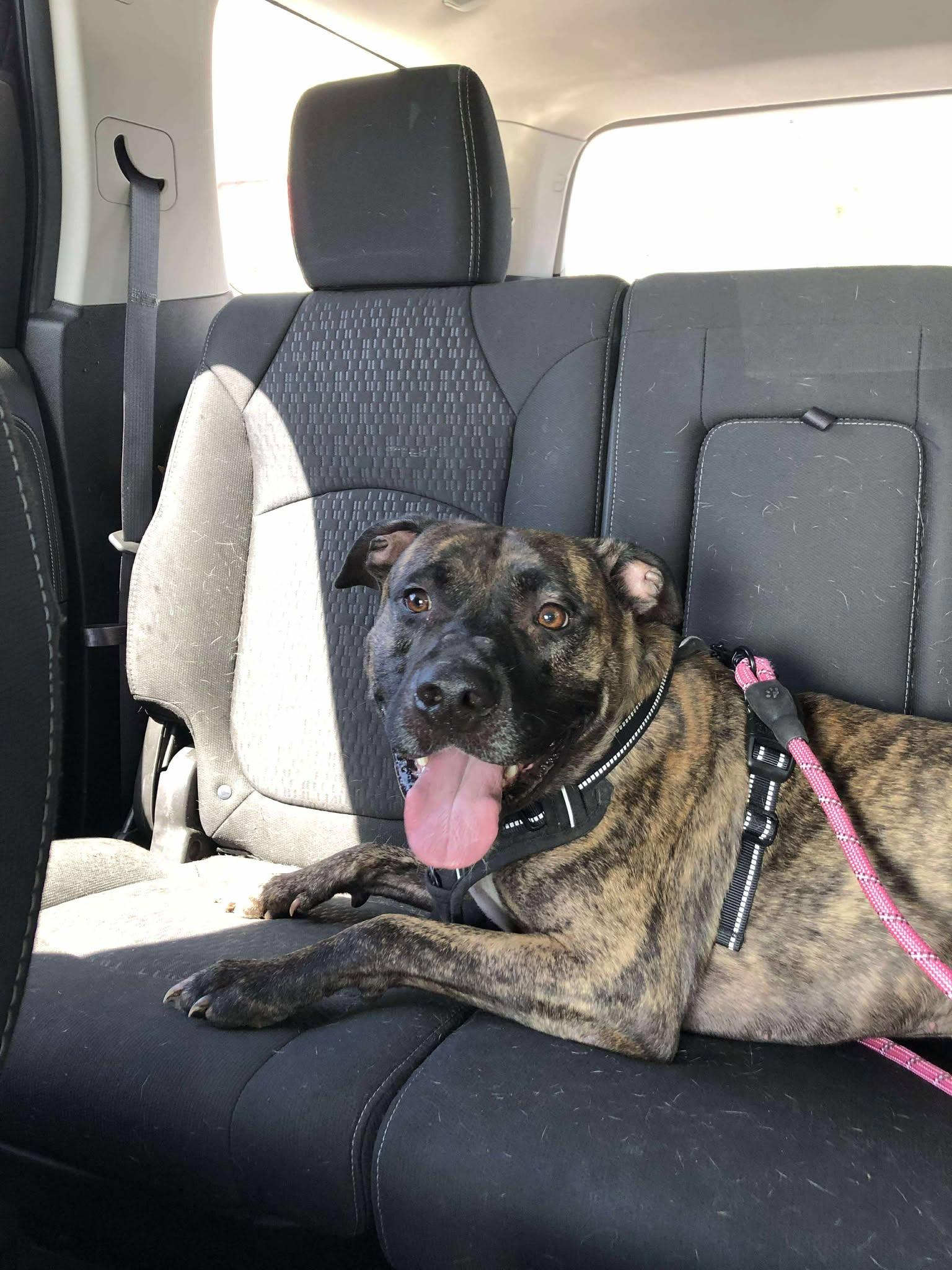 Buford (Foster Needed)