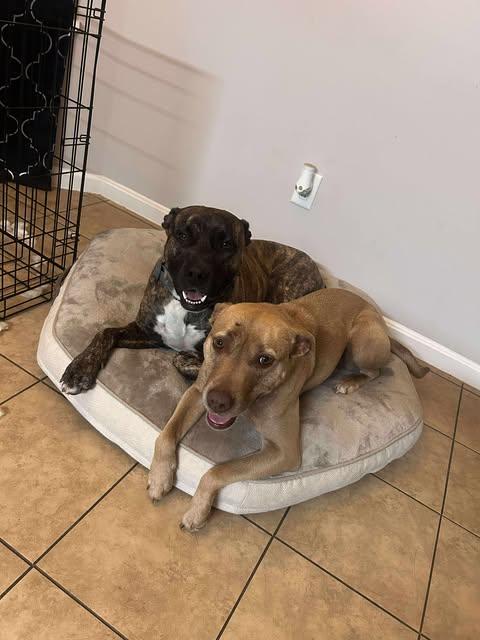 Buford and Bella (Foster Needed)