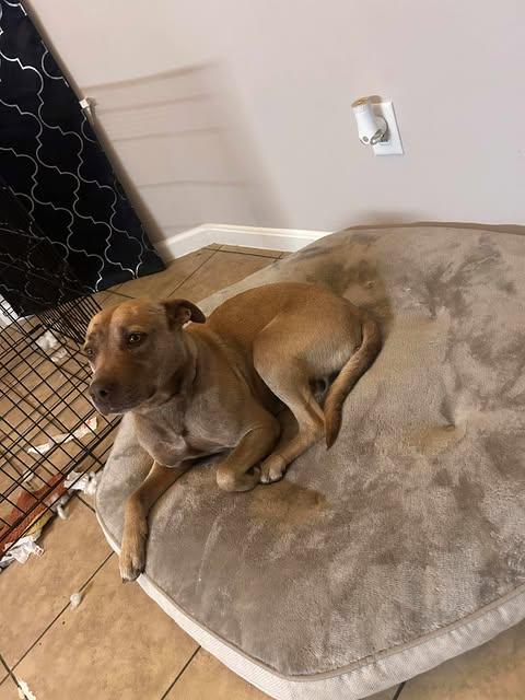 Buford and Bella (Foster Needed)
