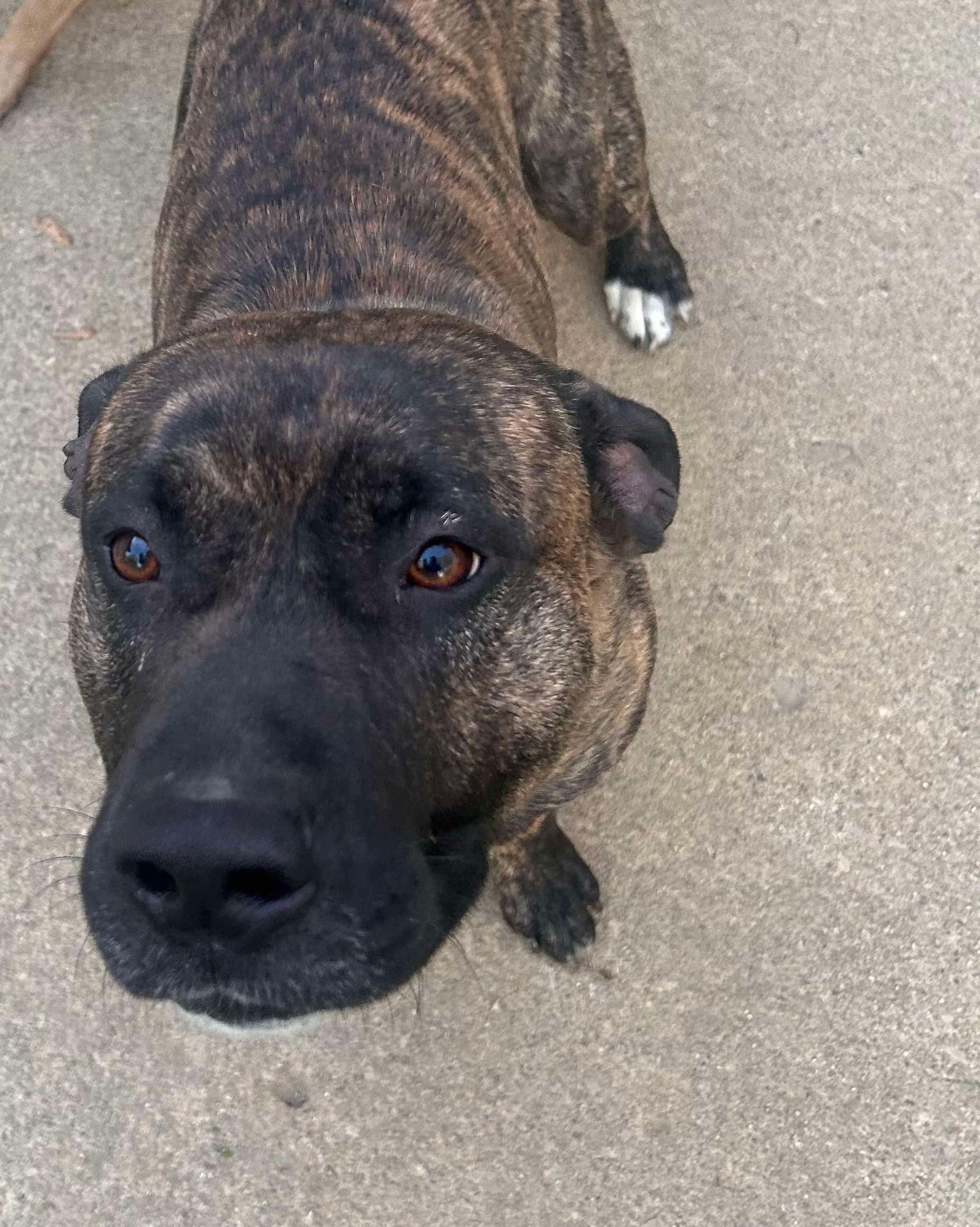 Buford and Bella (Foster Needed)