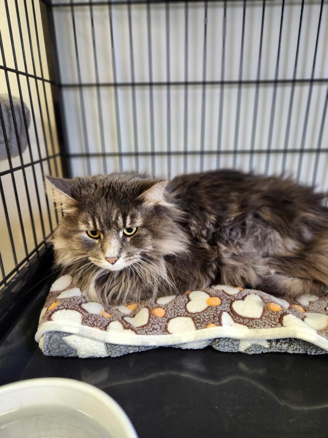 Enlarge Grayson, an adopted Domestic Long Hair in Waupun, WI image 1/4