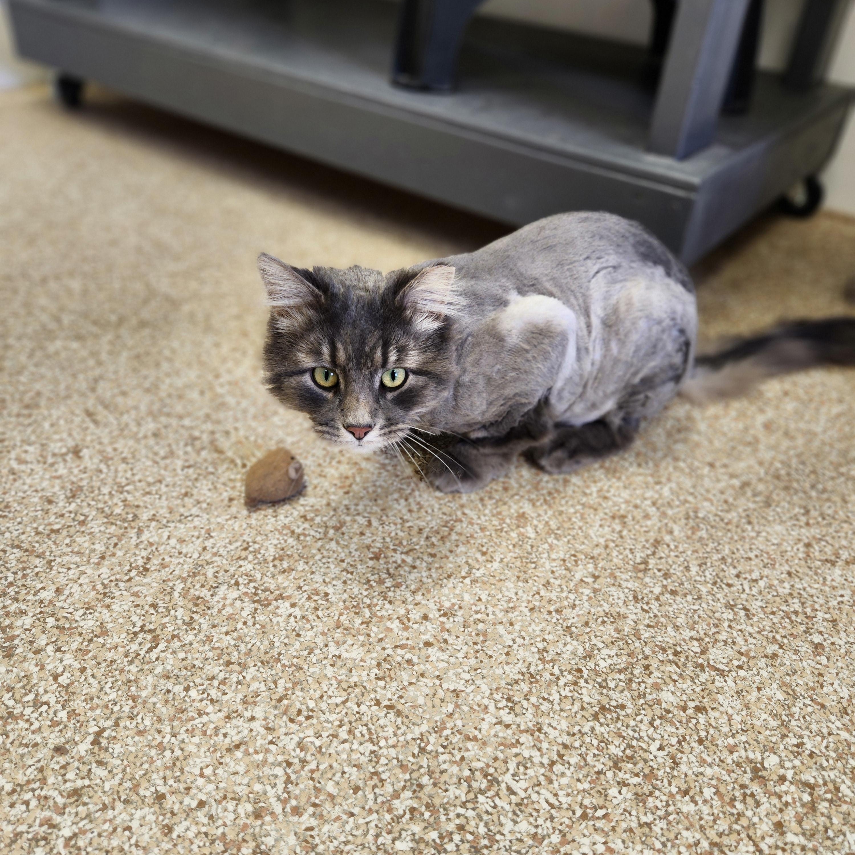 Enlarge Grayson, an adopted Domestic Long Hair in Waupun, WI image 2/4