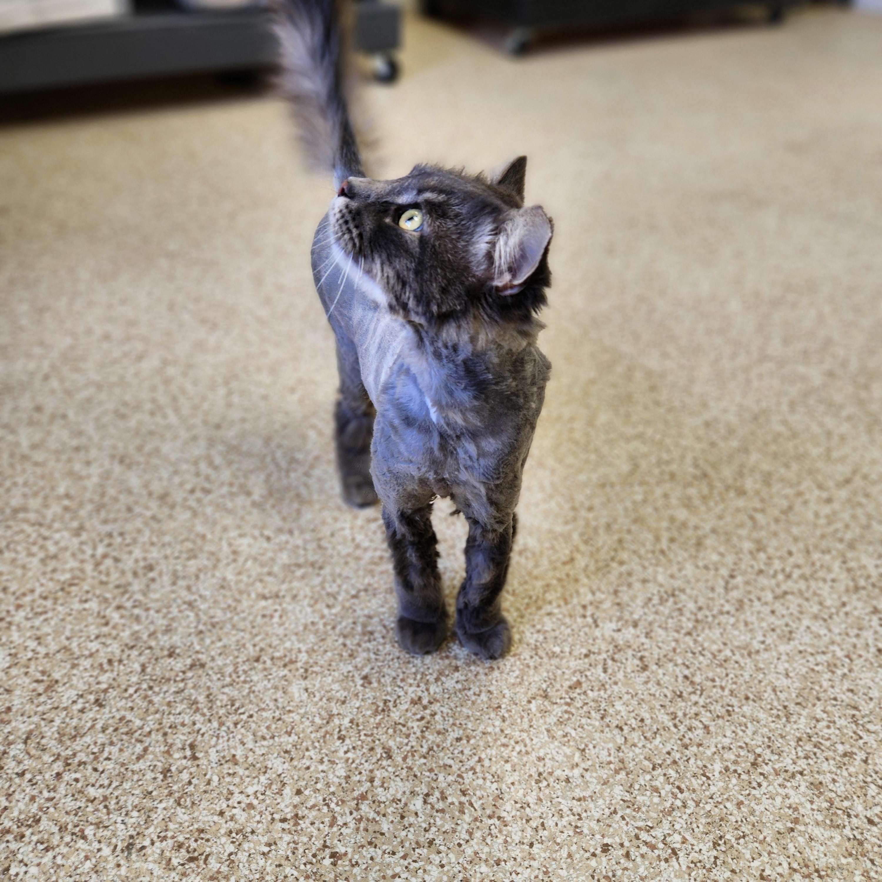 Enlarge Grayson, an adopted Domestic Long Hair in Waupun, WI image 3/4