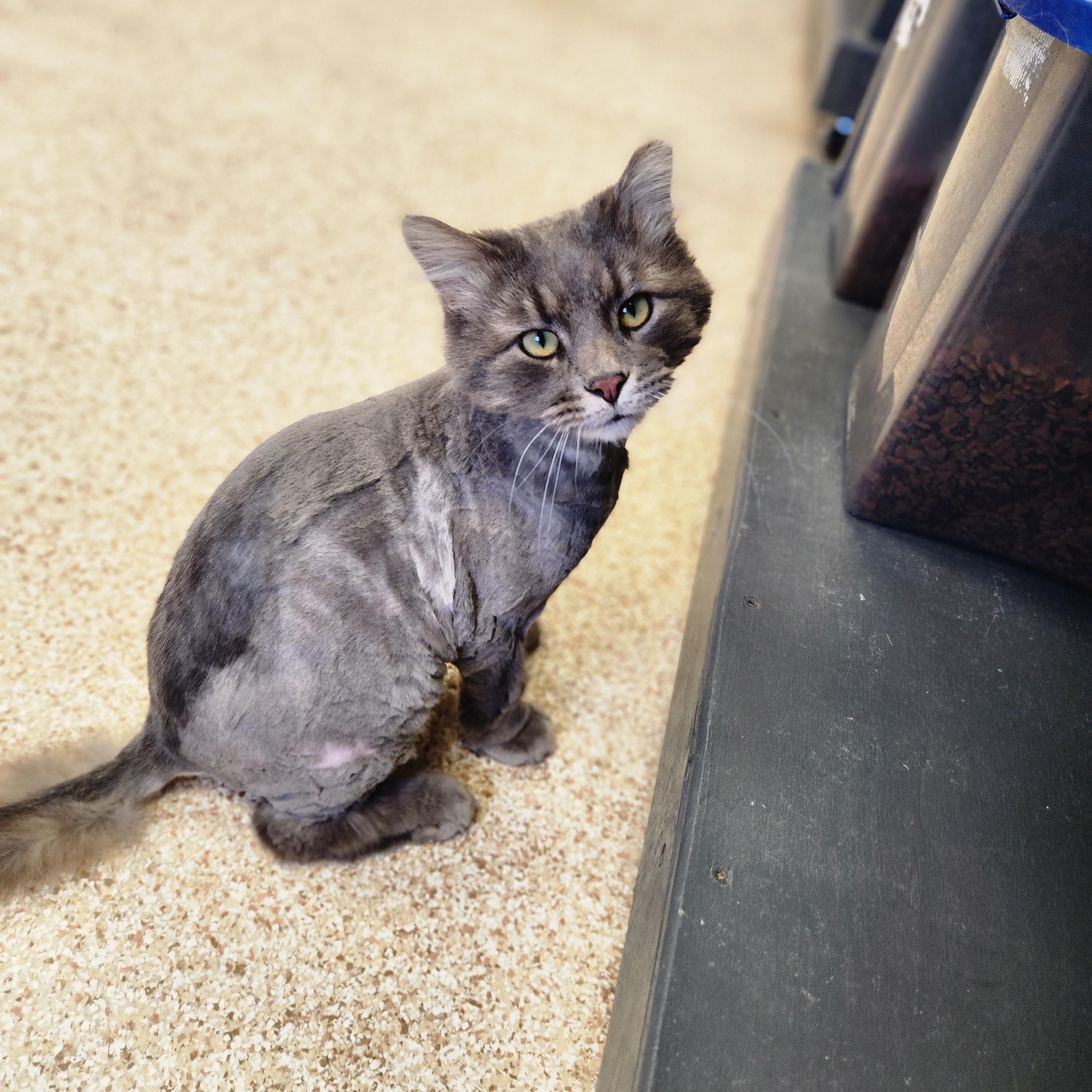 Enlarge Grayson, an adopted Domestic Long Hair in Waupun, WI image 4/4