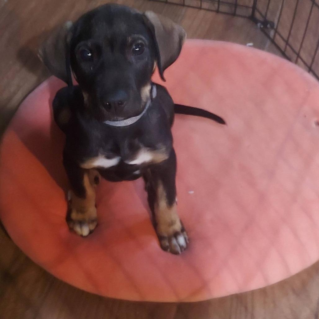 Koda, Adoptable, Puppy Male Mixed Breed.