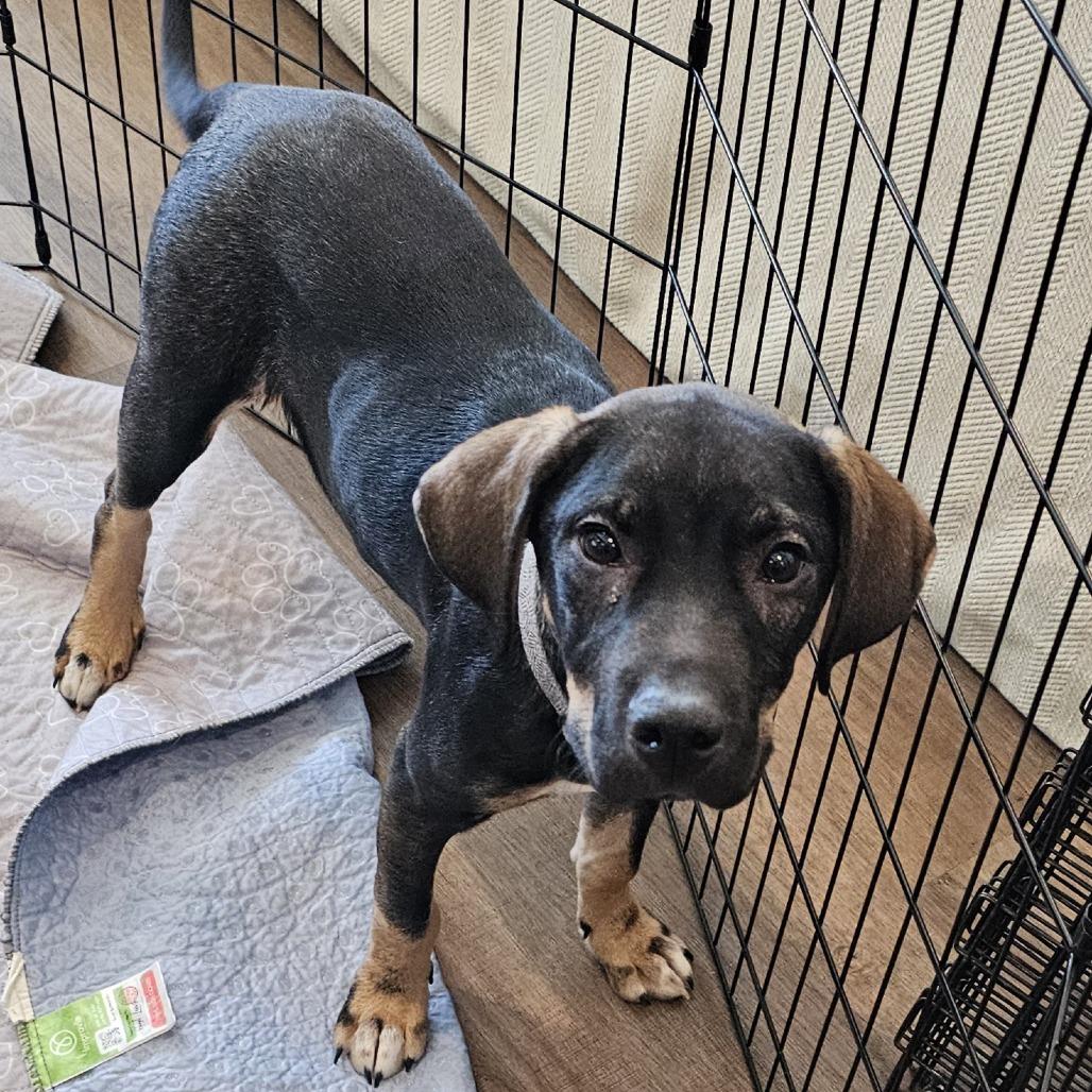 Enlarge Koda, a Adoptable Mixed Breed in Myrtle Beach, SC image 2/2