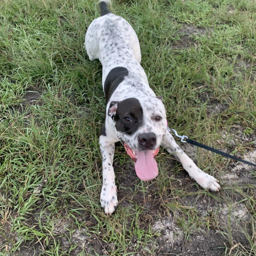 Enlarge INKY, a Adoptable mixed breed in Indiantown, FL image 5/6