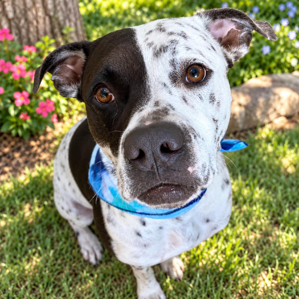 INKY, Adoptable, Adult Male German Shorthaired Pointer & American Staffordshire Terrier.