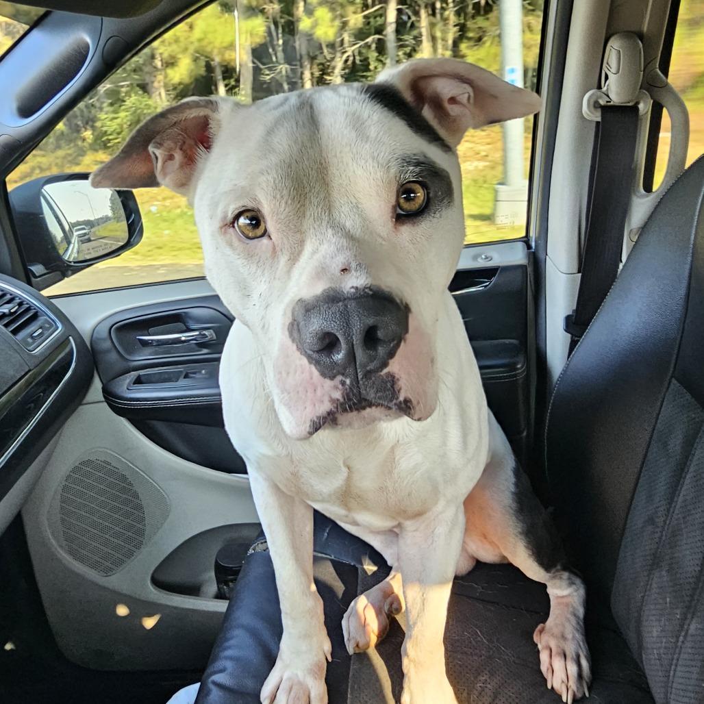 Kane, Adoptable, Adult Male Staffordshire Bull Terrier.