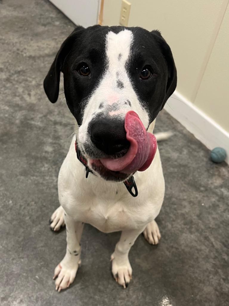 Thelma, Adoptable, Young Female Pit Bull Terrier & Mixed Breed.