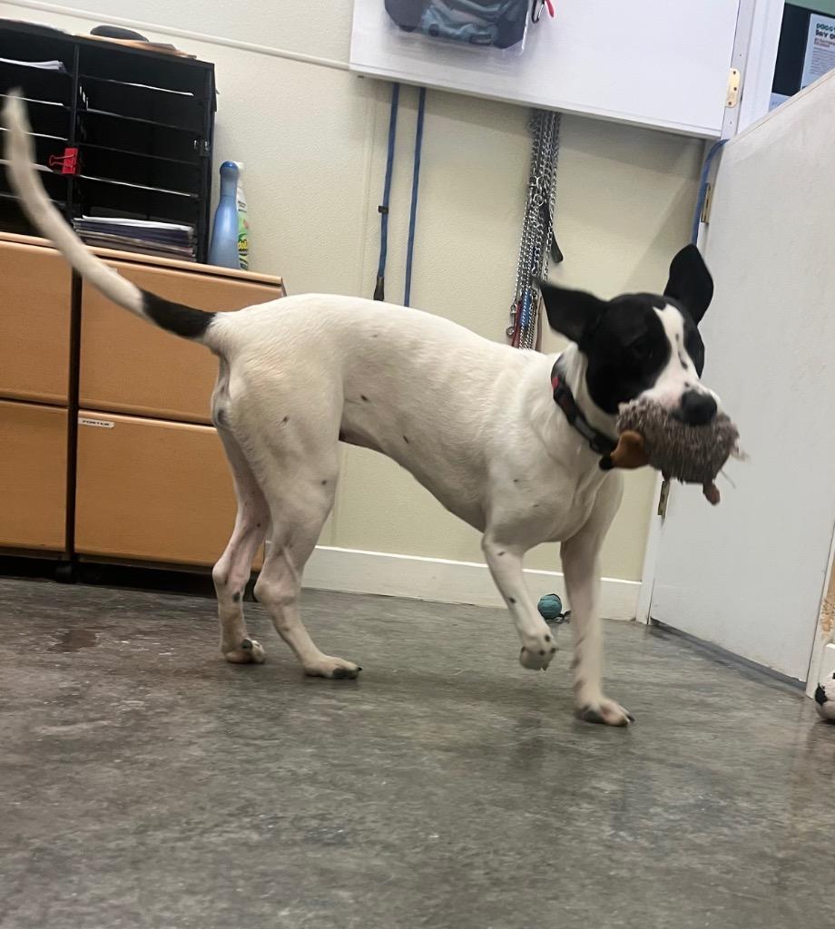 Thelma, Adoptable, Young Female Pit Bull Terrier & Mixed Breed.