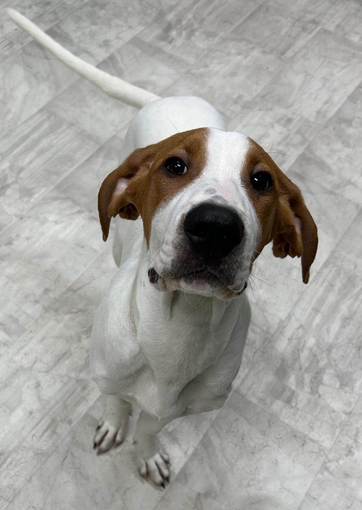 Enlarge Percy, an adopted mixed breed in Neillsville, WI image 5/5