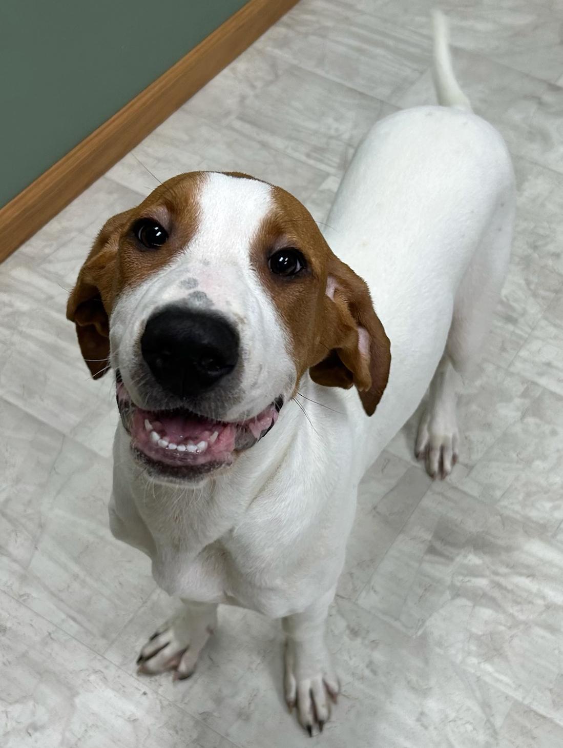 Percy, adopted, Puppy Male Hound.