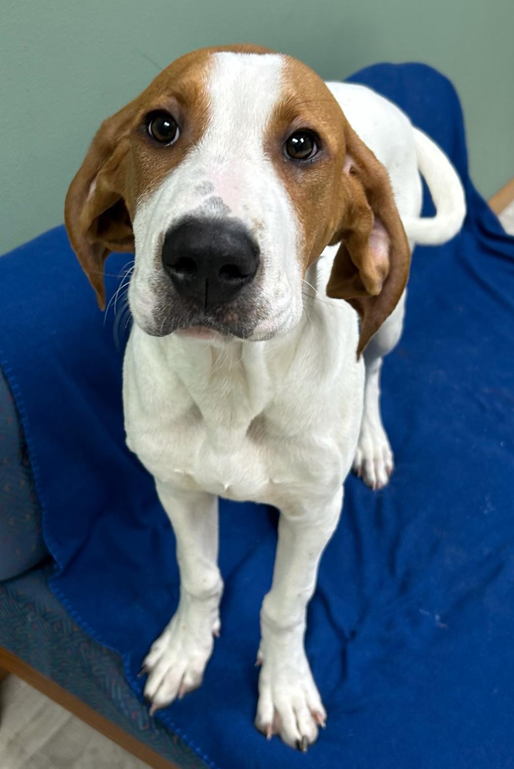 Enlarge Percy, an adopted mixed breed in Neillsville, WI image 2/5