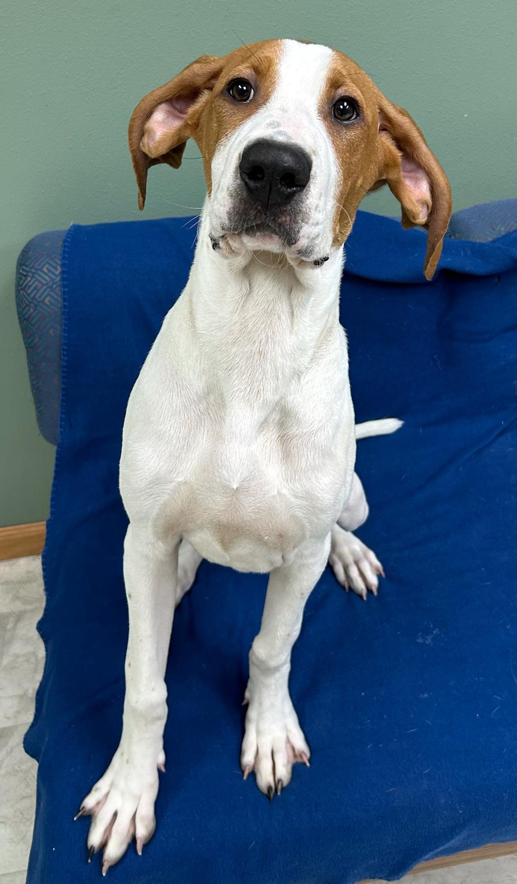 Enlarge Percy, an adopted mixed breed in Neillsville, WI image 4/5