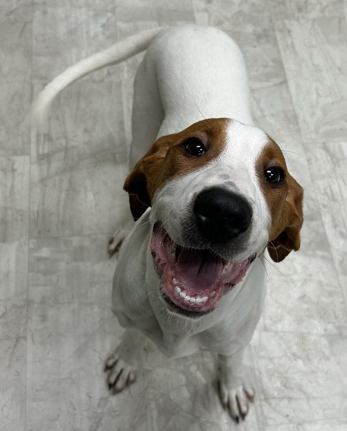 Enlarge Percy, an adopted mixed breed in Neillsville, WI image 3/5