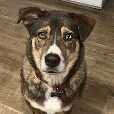 Enlarge Luke, a Adoptable mixed breed in Crystal, MN image 1/4