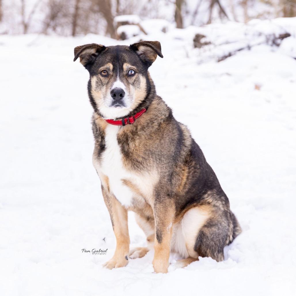 Luke, Adoptable, Adult Male Husky & Shepherd.