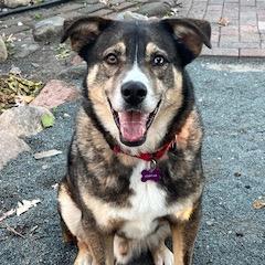Enlarge Luke, a Adoptable mixed breed in Crystal, MN image 2/4