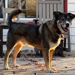 Enlarge Luke, a Adoptable mixed breed in Crystal, MN image 3/4