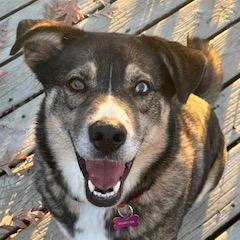 Enlarge Luke, a Adoptable mixed breed in Crystal, MN image 4/4