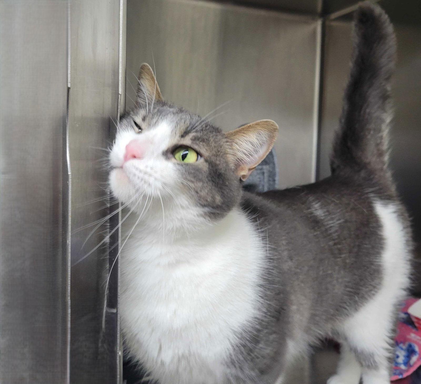 Enlarge Rebekah (bonded with Elijah), a Adoptable Domestic Short Hair in Oakland, CA image 1/1