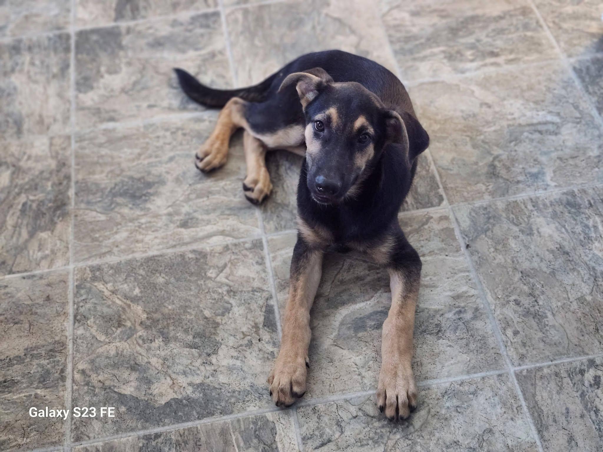 Audrey, a ADOPTABLE mixed breed in Livermore, CA image 5/5