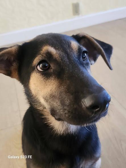 Audrey, a ADOPTABLE mixed breed in Livermore, CA image 1/5
