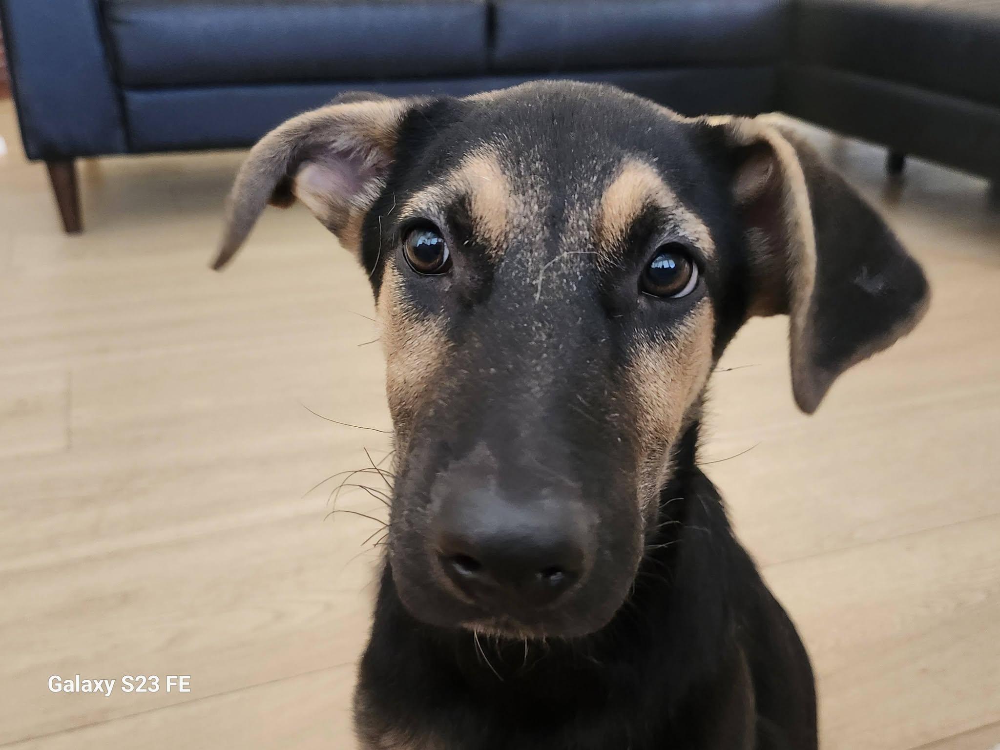 Audrey, a ADOPTABLE mixed breed in Livermore, CA image 4/5
