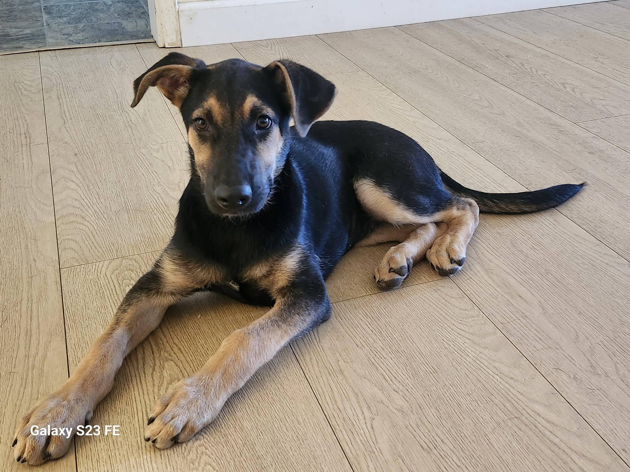 Audrey, a ADOPTABLE mixed breed in Livermore, CA image 2/5