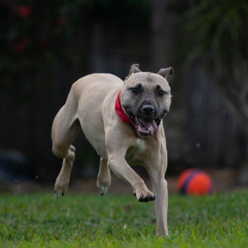 Enlarge RayRay, a Adoptable Pit Bull Terrier in Fort Lauderdale, FL image 1/5