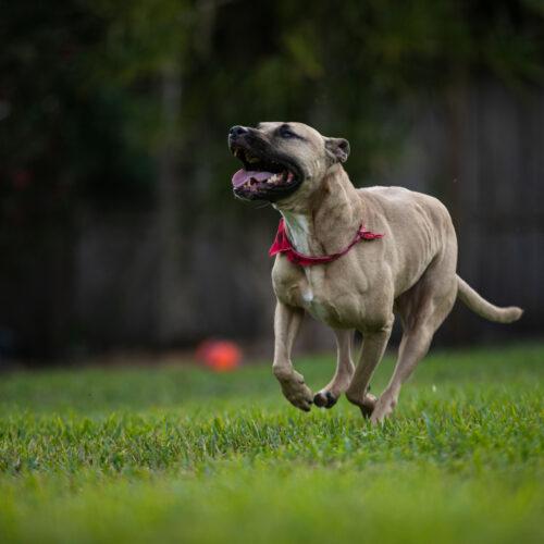 Enlarge RayRay, a Adoptable Pit Bull Terrier in Fort Lauderdale, FL image 2/5