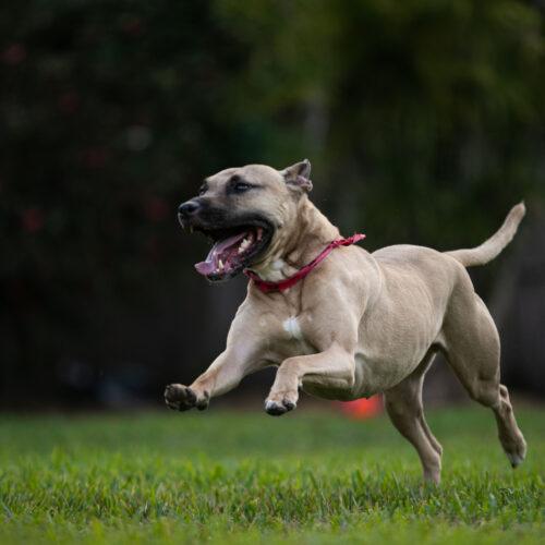 Enlarge RayRay, a Adoptable Pit Bull Terrier in Fort Lauderdale, FL image 3/5