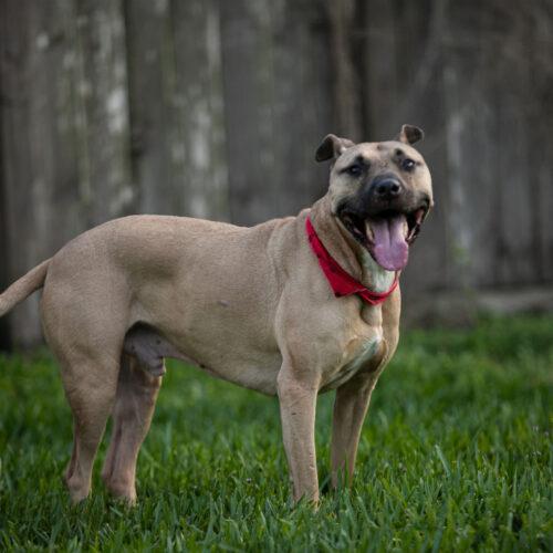 Enlarge RayRay, a Adoptable Pit Bull Terrier in Fort Lauderdale, FL image 4/5