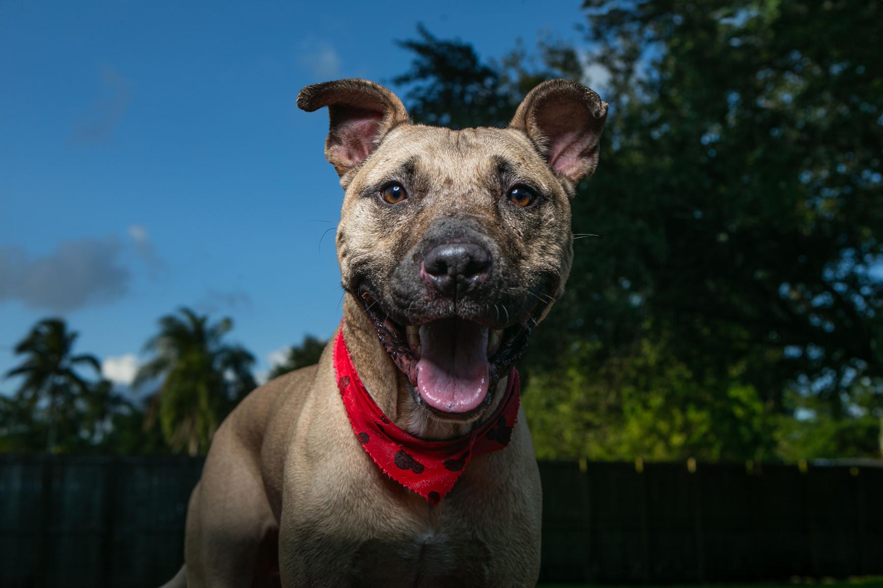 RayRay, a Adoptable Pit Bull Terrier in Fort Lauderdale, FL image 5/5