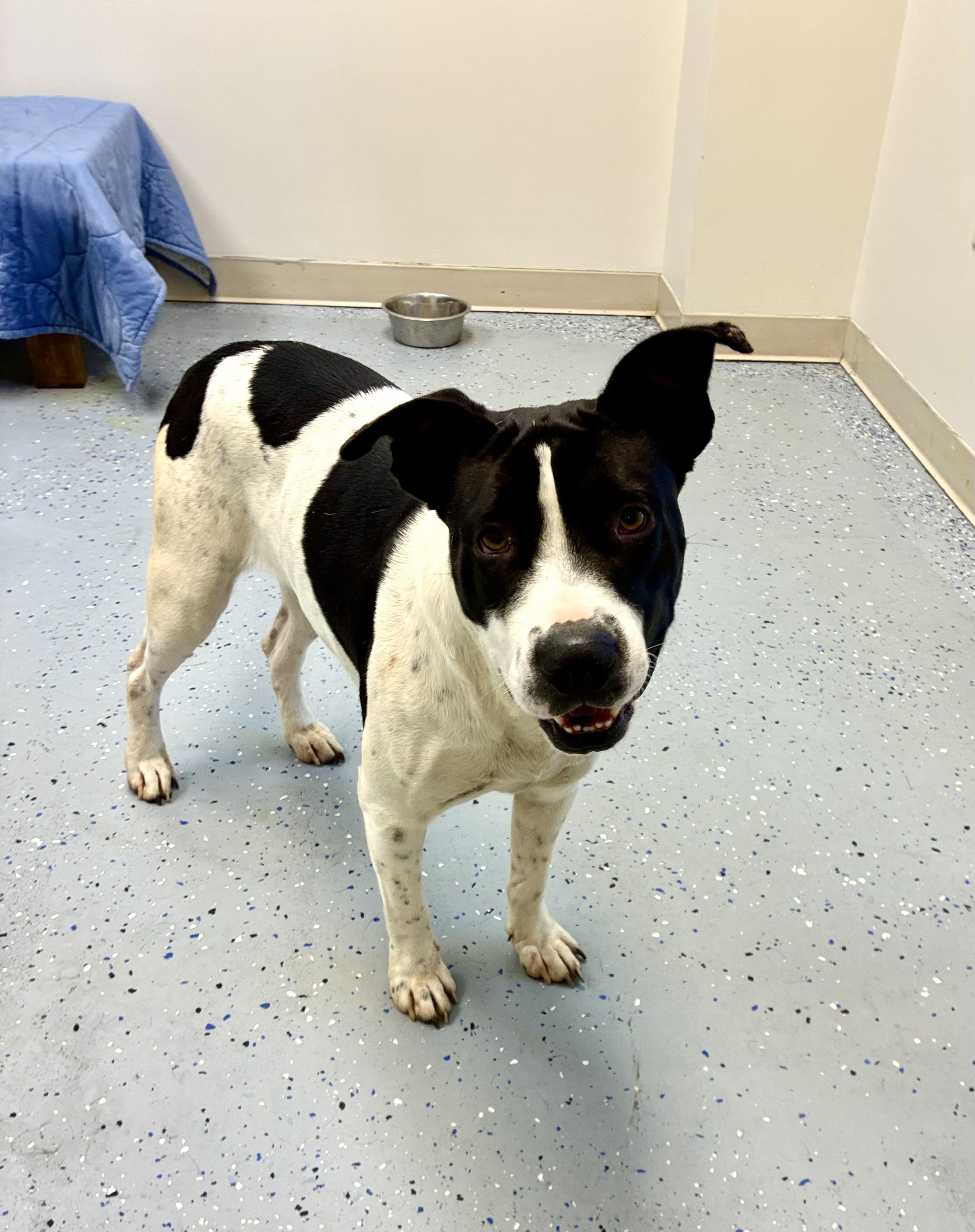 Bella, a Adoptable mixed breed in Senatobia, MS image 1/2