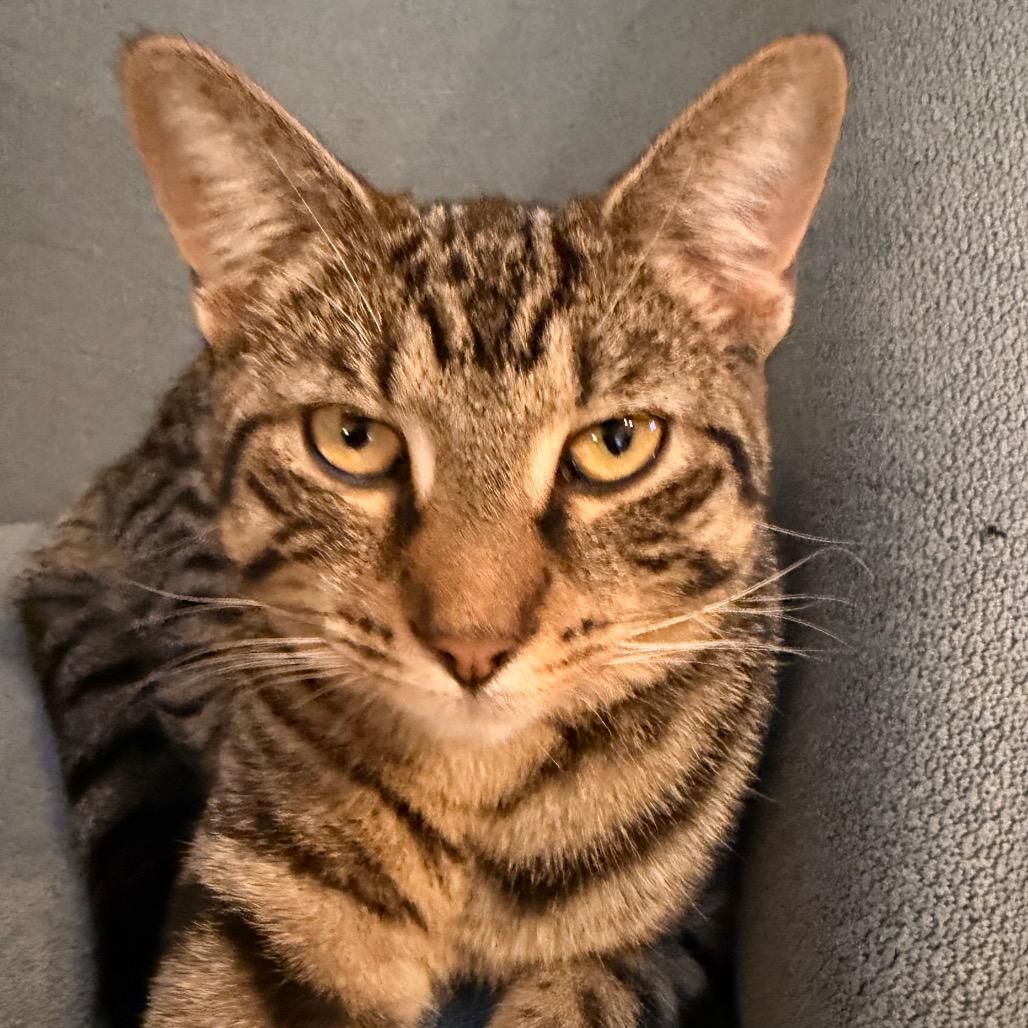 Dahlia Allen-CA, Adoptable, Young Female Domestic Short Hair.