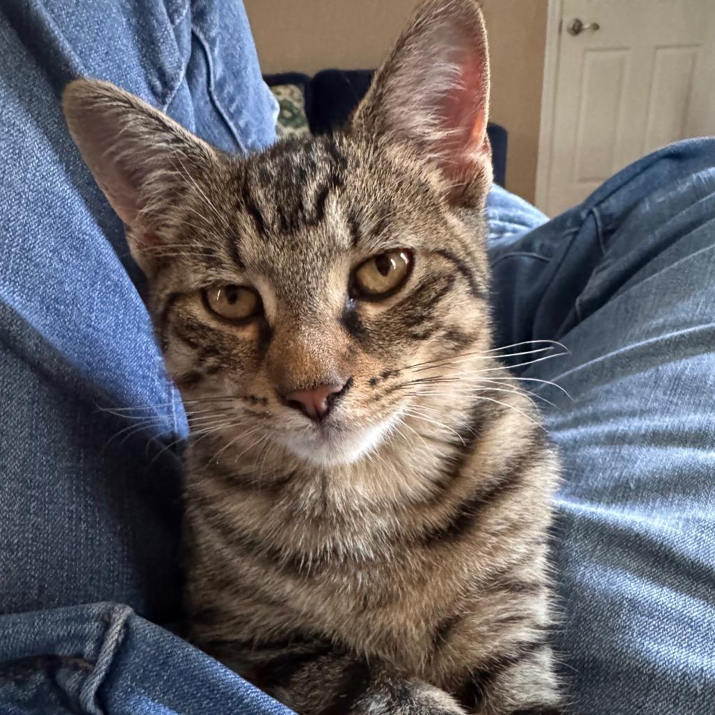 Enlarge Dahlia Allen-CA, a Adoptable Domestic Short Hair in Tallahassee, FL image 2/4