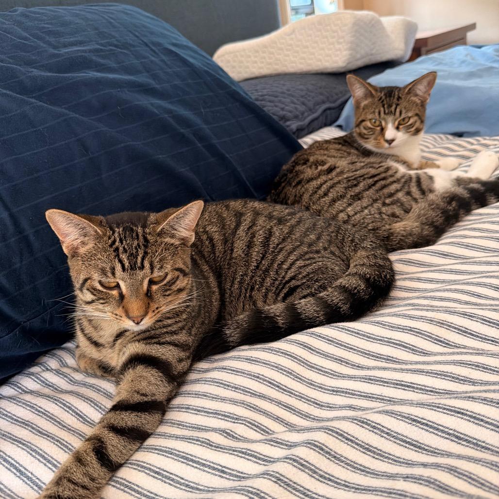 Enlarge Dahlia Allen-CA, a Adoptable Domestic Short Hair in Tallahassee, FL image 4/4