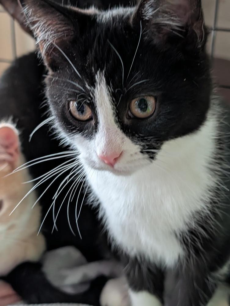 Oreo, Adoptable, Kitten Female Domestic Short Hair.