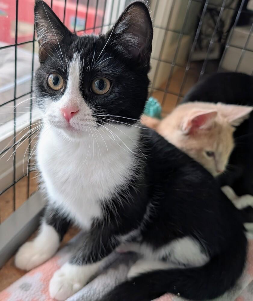 Enlarge Oreo, a Adoptable Domestic Short Hair in Louisa, VA image 2/4