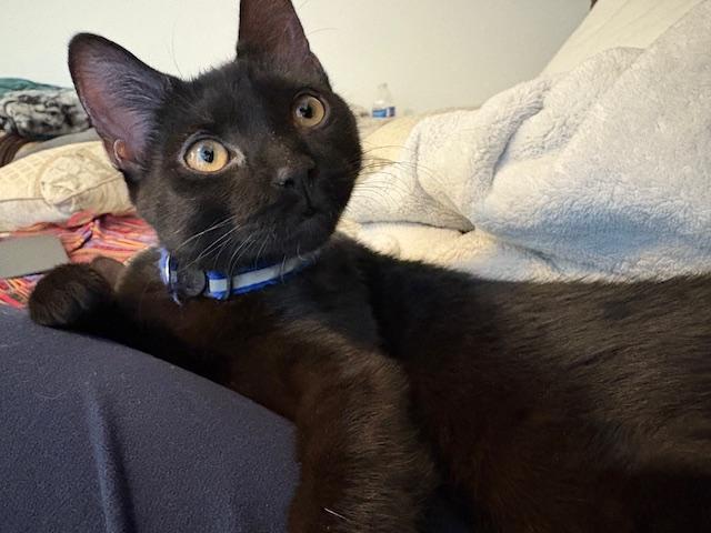 Amelia, ADOPTABLE, Young Female Domestic Short Hair & Bombay.