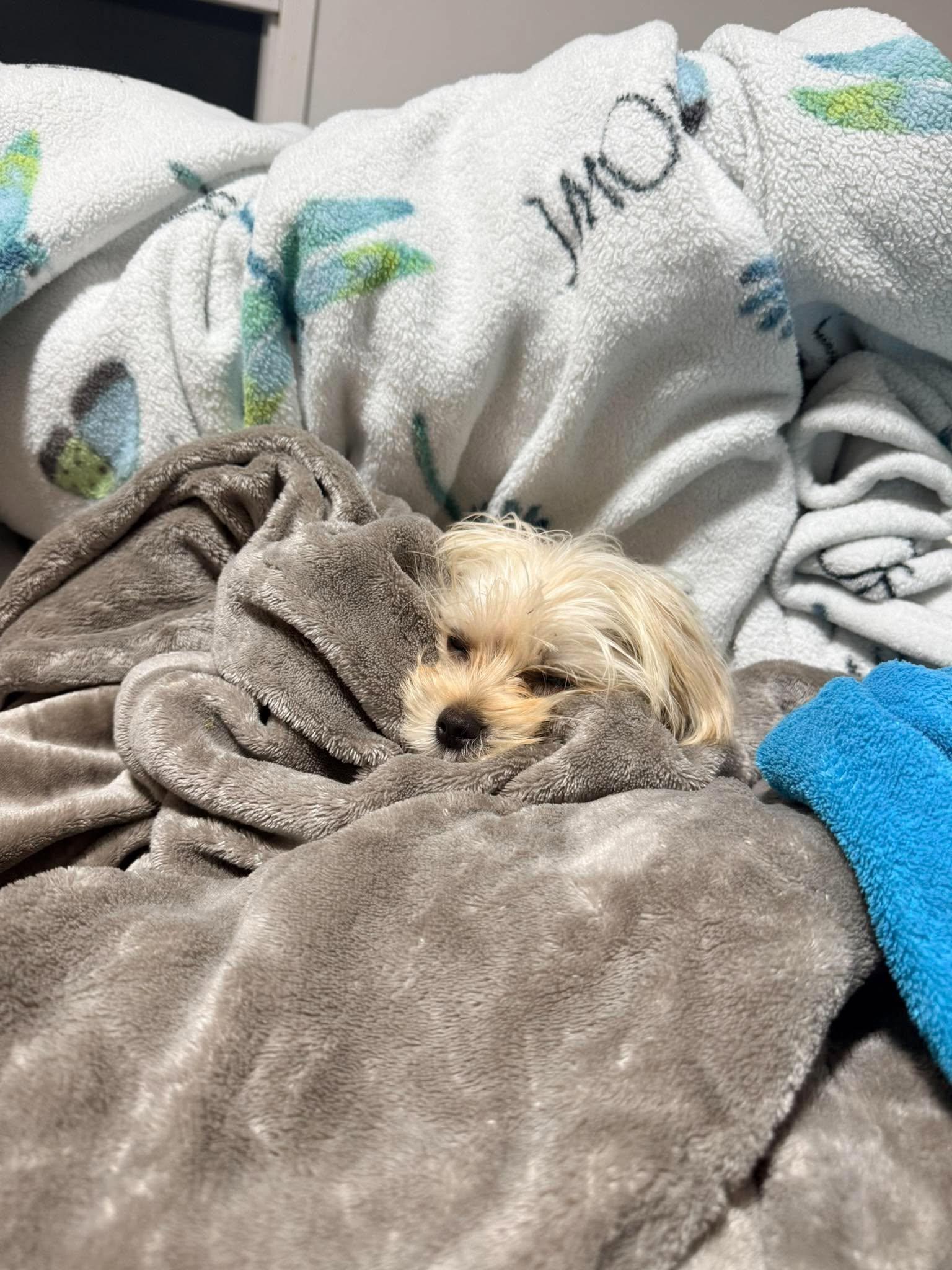 Enlarge Murphy, a Adoptable mixed breed in Grand Forks, ND image 2/2