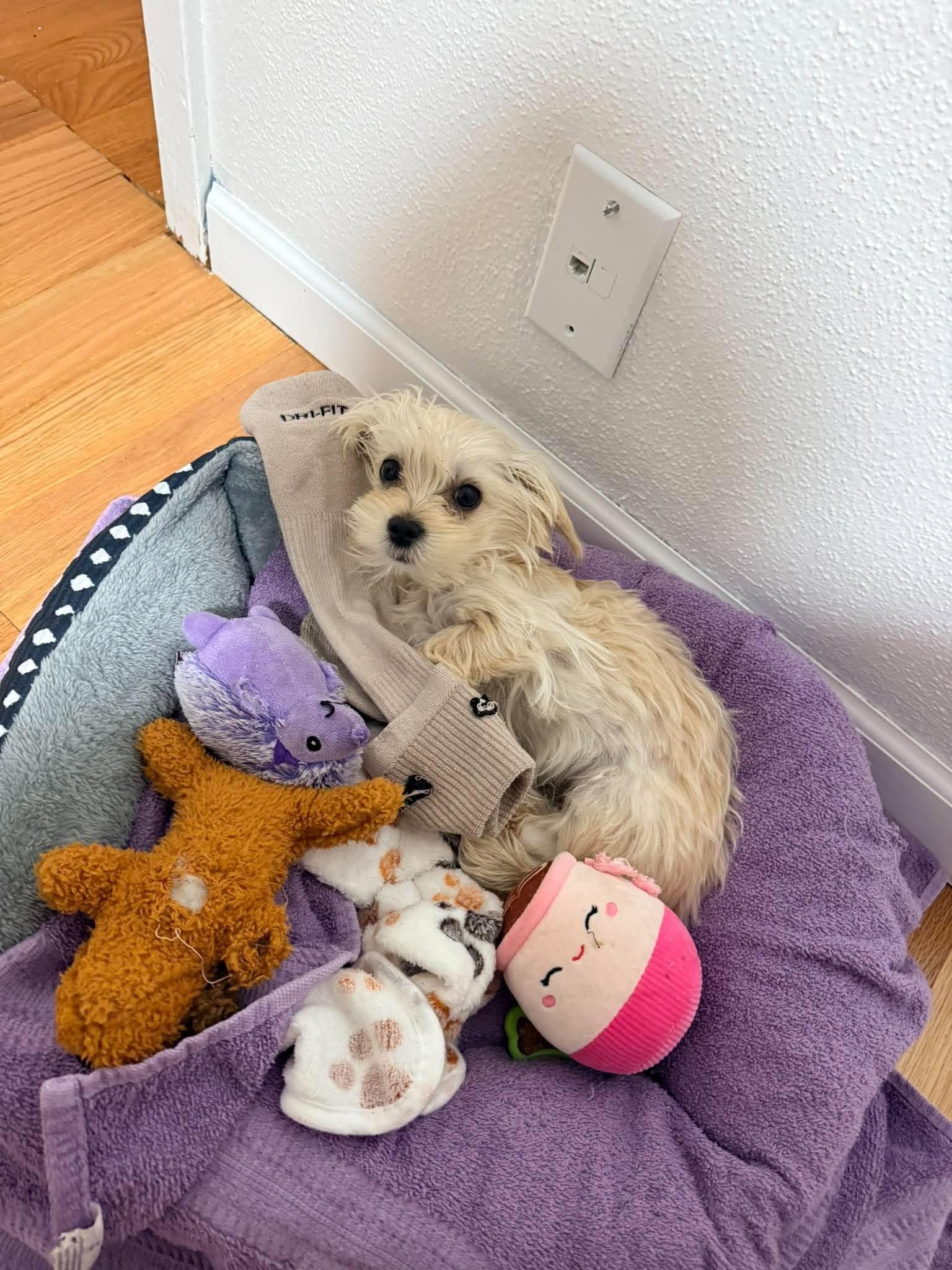 Murphy, Adoptable, Young Male Maltese.