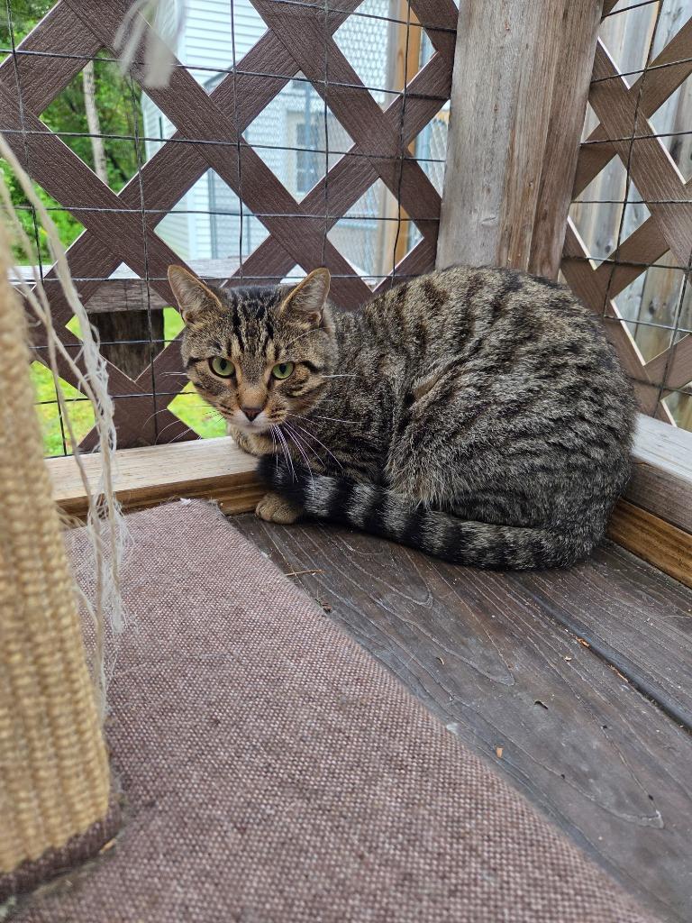 Enlarge Thomas, a Adoptable mixed breed in Lunenburg, VT image 5/5
