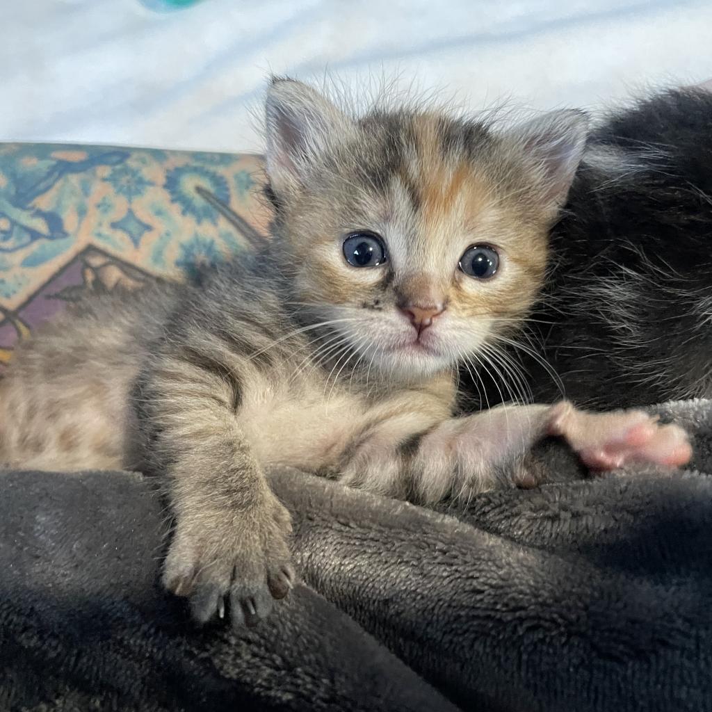 Enlarge Georgia, a Adoptable Domestic Short Hair in Los Angeles, CA image 1/6