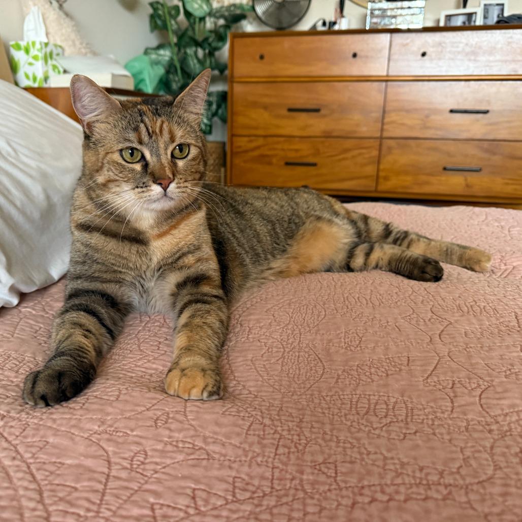 Georgia, Adoptable, Adult Female Domestic Short Hair.