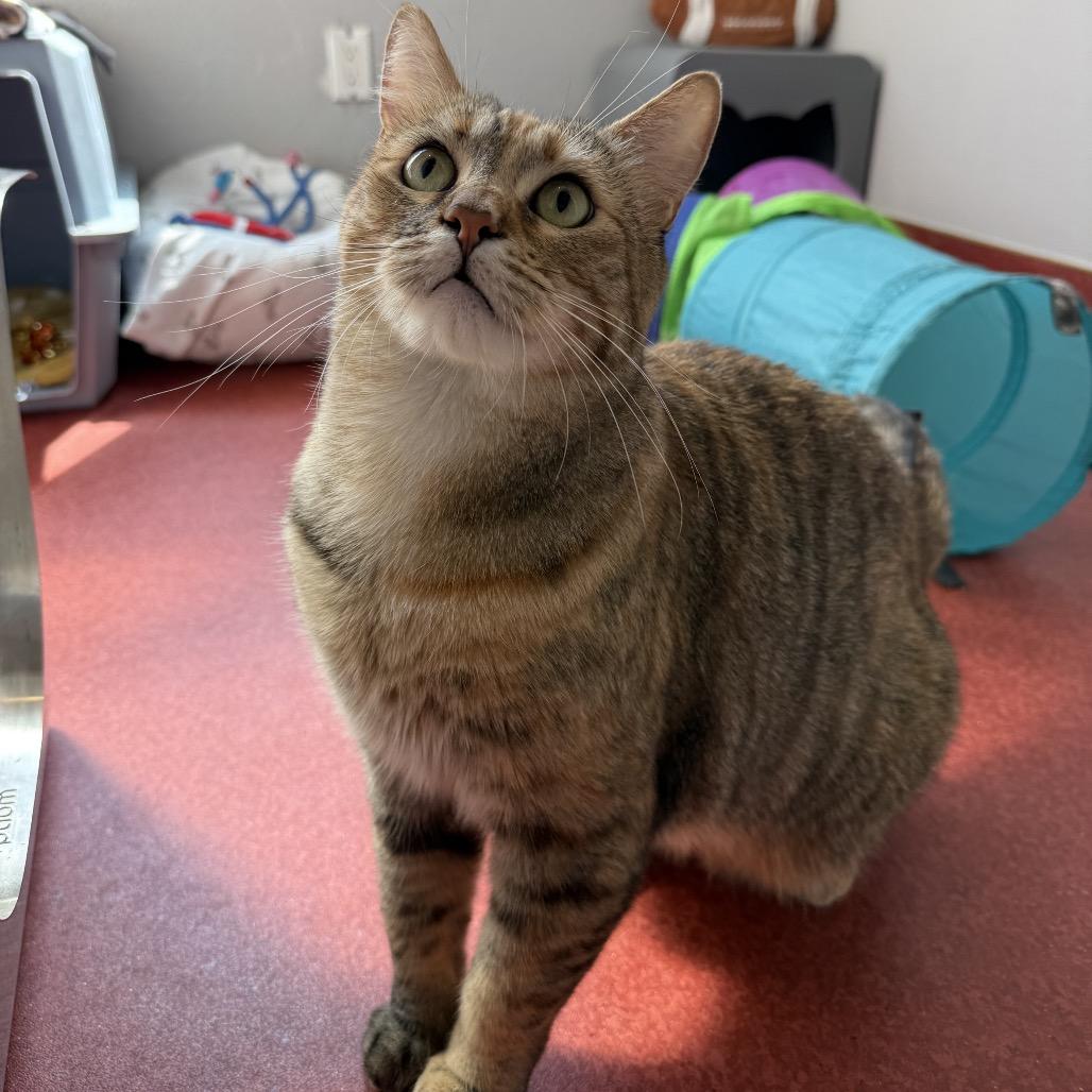 Enlarge Georgia, a Adoptable Domestic Short Hair in Los Angeles, CA image 3/6